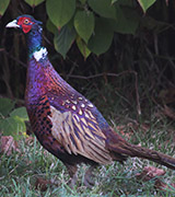 Pheasant14634-160